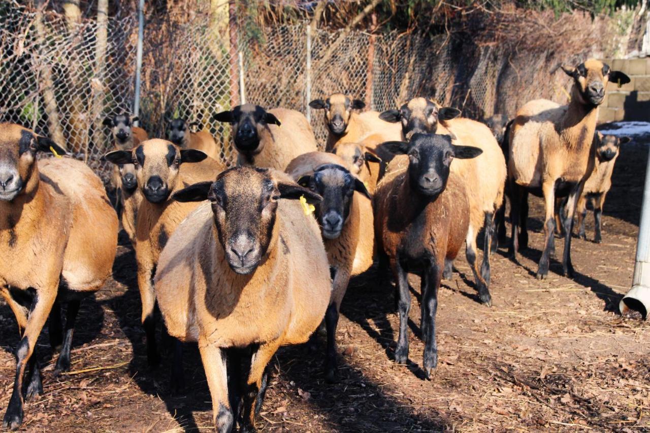 Landgasthof Zur Wildbahn Burg  Dış mekan fotoğraf